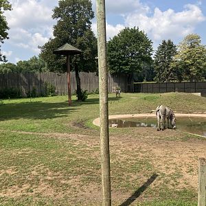 Africa - Grevey's Zebra/Grey-Crowned Crane Exhibit