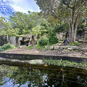 Gorilla Forest - Main Exhibit