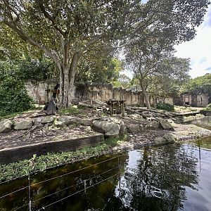 Gorilla Forest - Main Exhibit