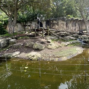 Gorilla Forest - Main Exhibit