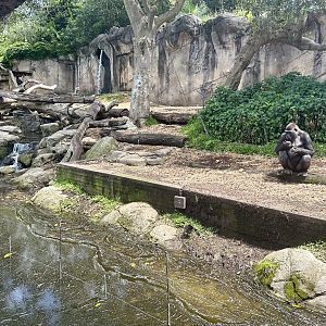 Gorilla Forest - Main Exhibit