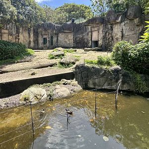 Gorilla Forest - Den Entrance