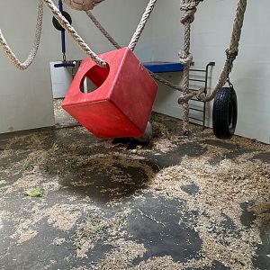 Gorilla Forest - Indoor Room