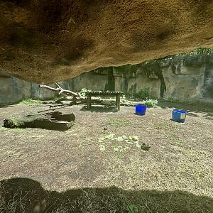 Gorilla Forest - Second Exhibit