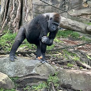 Mbeli (Western Lowland Gorilla)