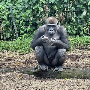 Fabumi (Western Lowland Gorilla)