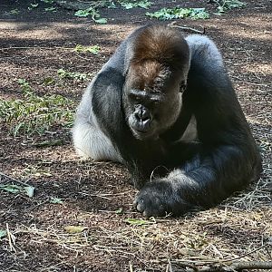Kibali (Western Lowland Gorilla)