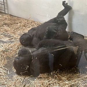Mjukuu and Mwamba (Western Lowland Gorillas)