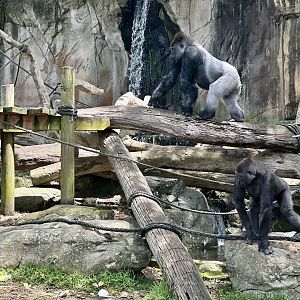 Kibali and Mjukuu (Western Lowland Gorillas)