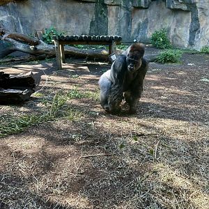 Kiabli (Western Lowland Gorilla)
