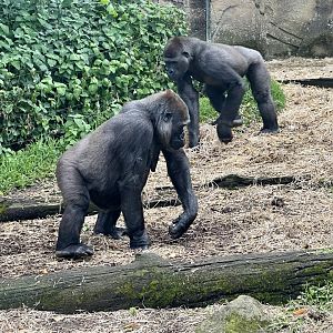 Frala and Mjukuu (Western Lowland Gorillas)