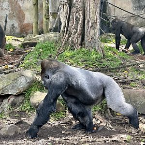 Kibali, Mjukuu and Mwamba (Western Lowland Gorillas)
