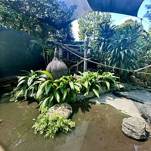 Ring-tailed Lemur Exhibit