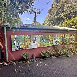 Ring-tailed Lemur Night House