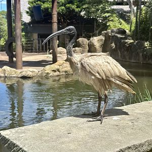 Australian white ibis (Threskiornis molucca)