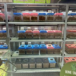 Corroboree Frog House (Interior)