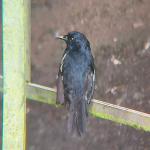Seychelles Magpie-Robin (Copsychus sechellarum)