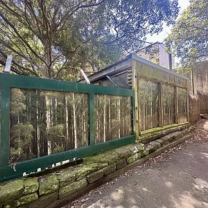 Old Saltwater Crocodile Exhibit