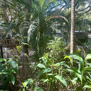 Old Saltwater Crocodile Exhibit