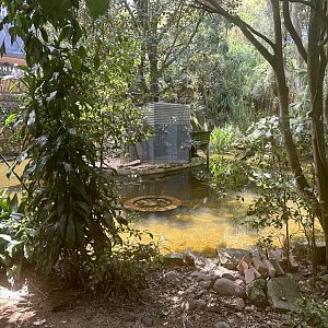 Cotton-top Tamarin Island