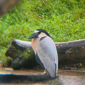Boat-Billed Heron (Cochlearius cochlearius)