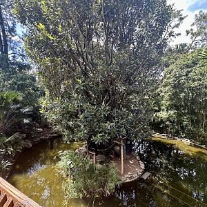 Cotton-Top Tamarin Island