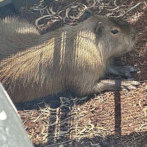 Capybara (Hydrochoerus hydrochaeris)