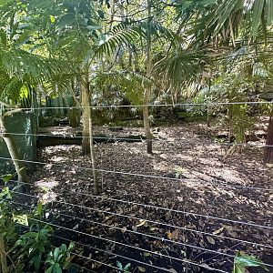 Southern Cassowary Exhibit