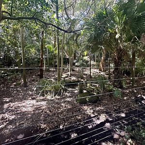 Southern Cassowary Exhibit