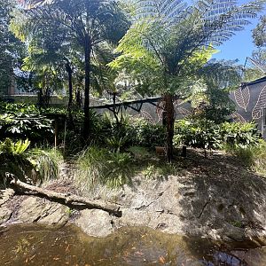 Goodfellows Tree Kangaroo Exhibit