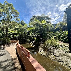 Goodfellows Tree Kangaroo Exhibit