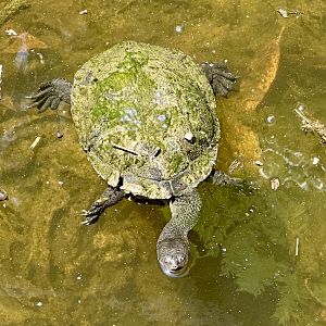 Eastern long-necked turtle (Chelodina longicollis)