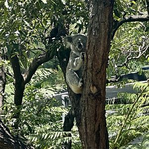 Koala (Phascolarctos cinereus)