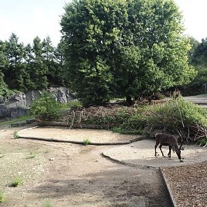 Domestic reindeer exhibit, 2024-08-05