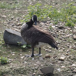 Feral Canada goose (Branta canadensis), 2024-08-05