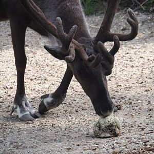 Domestic reindeer (Rangifer tarandus domesticus) eating reindeer moss, 2024-08-05