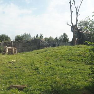 Eurasian brown bear exhibit, 2024-08-05
