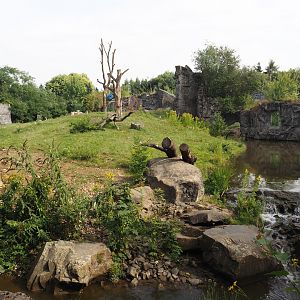 Eurasian brown bear exhibit, 2024-08-05