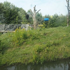 Eurasian brown bear exhibit, 2024-08-05