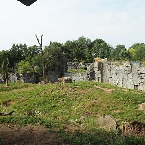 Kamchatka brown bear exhibit, 2024-08-05