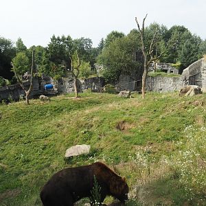 Kamchatka brown bear exhibit, 2024-08-05