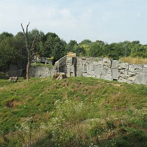 Kamchatka brown bear exhibit, 2024-08-05