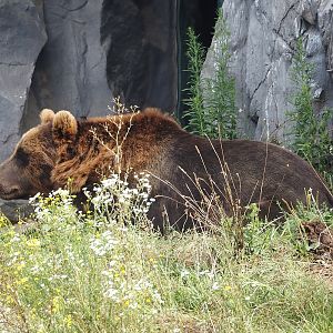 Kamchatka brown bear (Ursus arctos beringianus), 2024-08-05