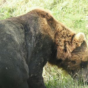 Kamchatka brown bear (Ursus arctos beringianus), 2024-08-05