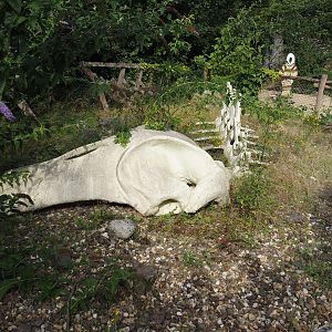 Whaling themed area - Baleen whale skeleton, 2024-08-05