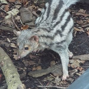 Grandidiers Vontsira, Bedes Zoo