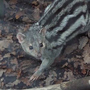 Grandidiers Vontsira, Bedes Zoo