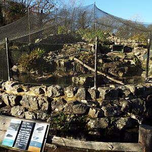 Rockery Mellers Duck Exhibit, WWT Arundel