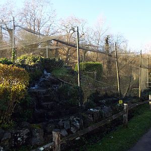 Rockery Scaly-Sided Merganser Exhibit 1, WWT Arundel