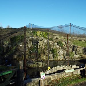 Rockery scaly-sided merganser Exhibit 2, WWT Arundel